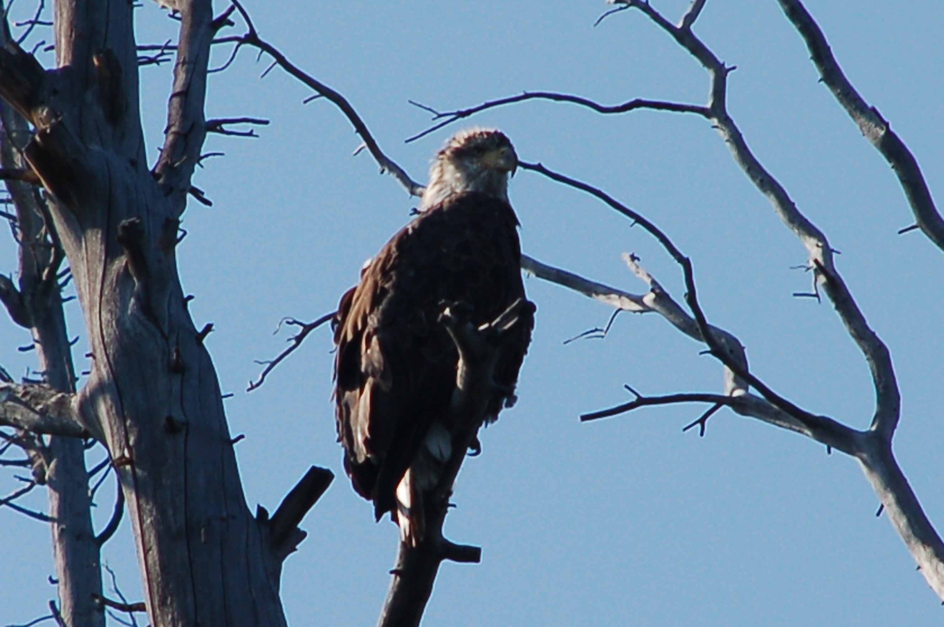 A bird perched on a tree branch

Description automatically generated