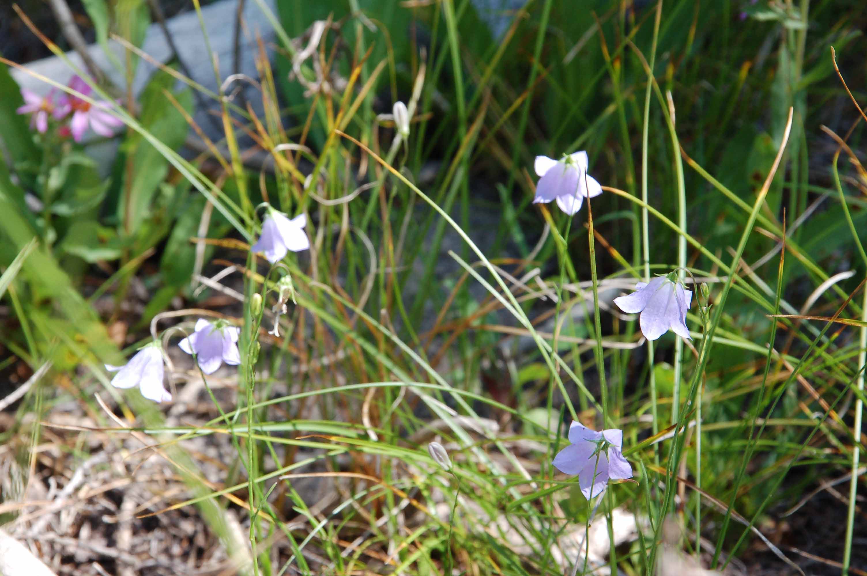 A close up of a flower

Description automatically generated