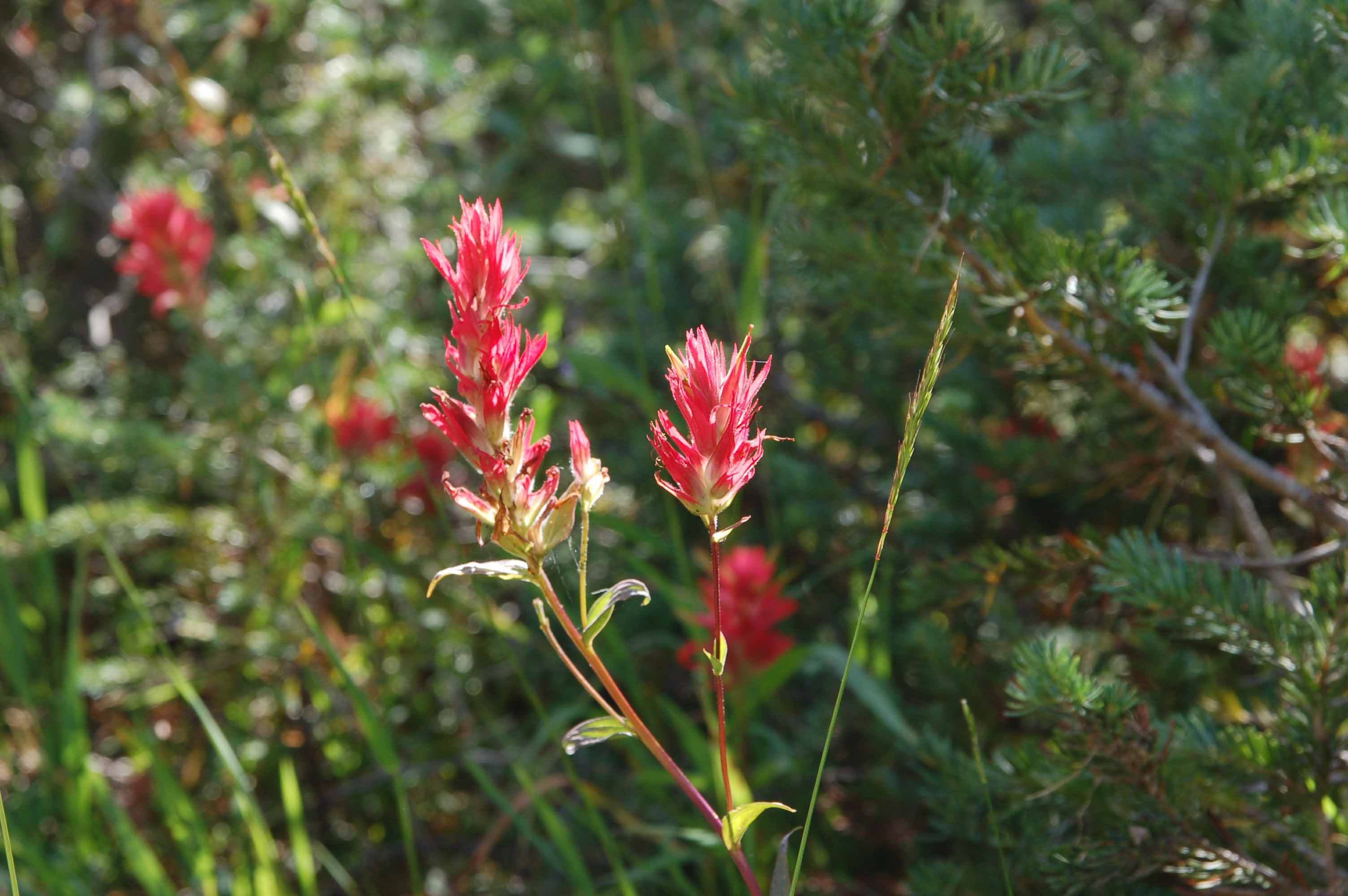 A close up of a flower

Description automatically generated