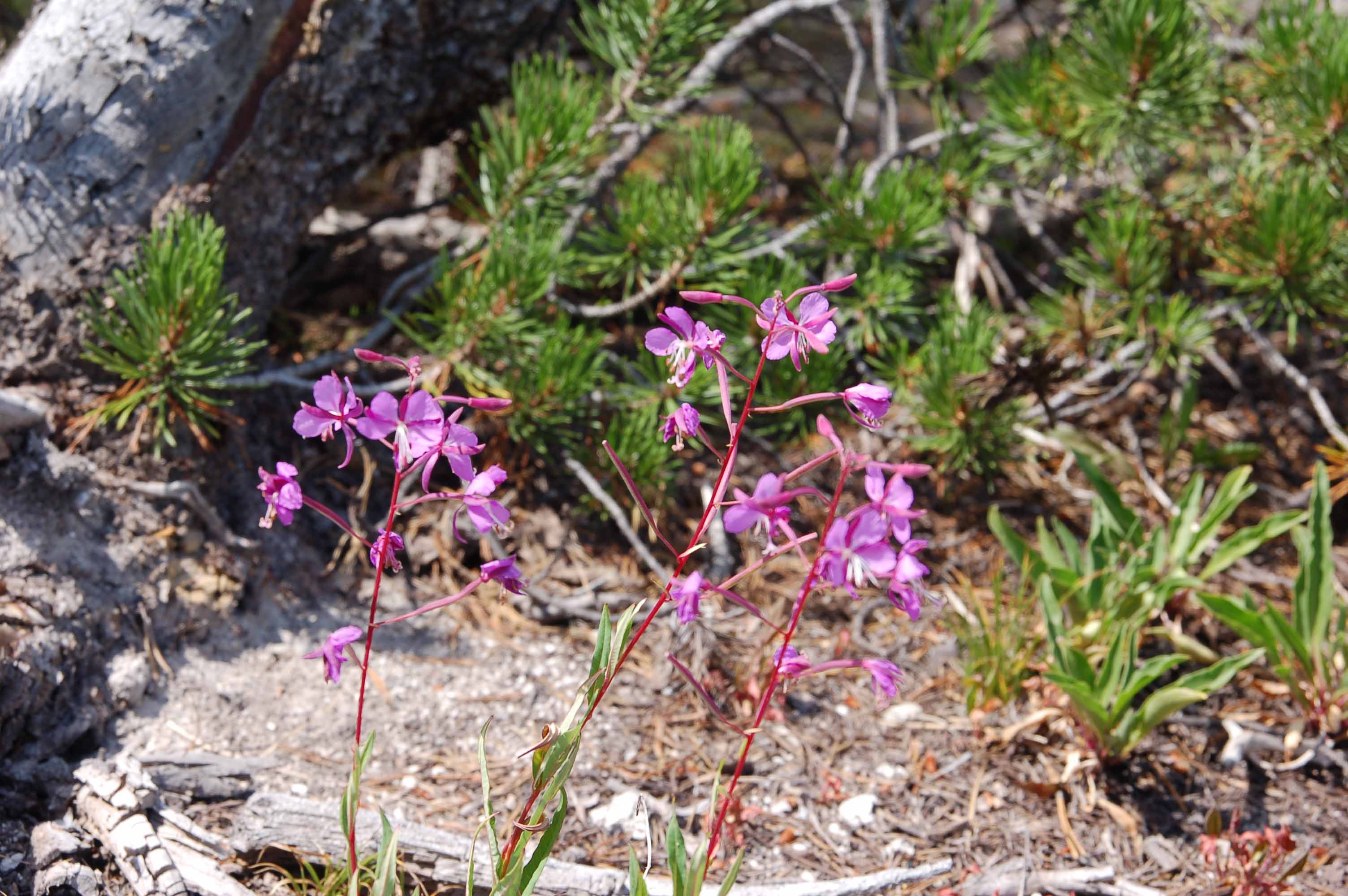 A close up of a flower

Description automatically generated