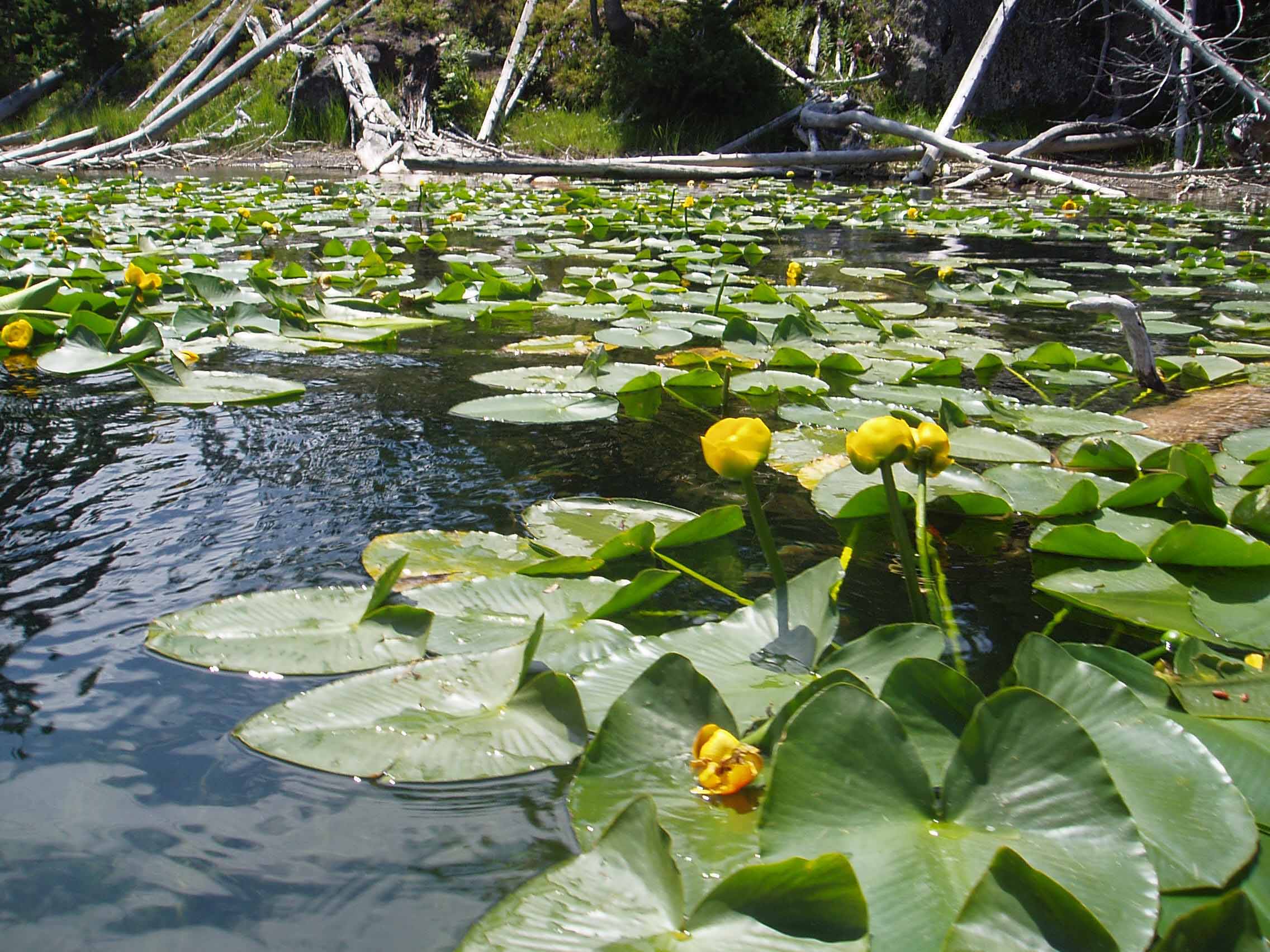 A close up of a pond

Description automatically generated