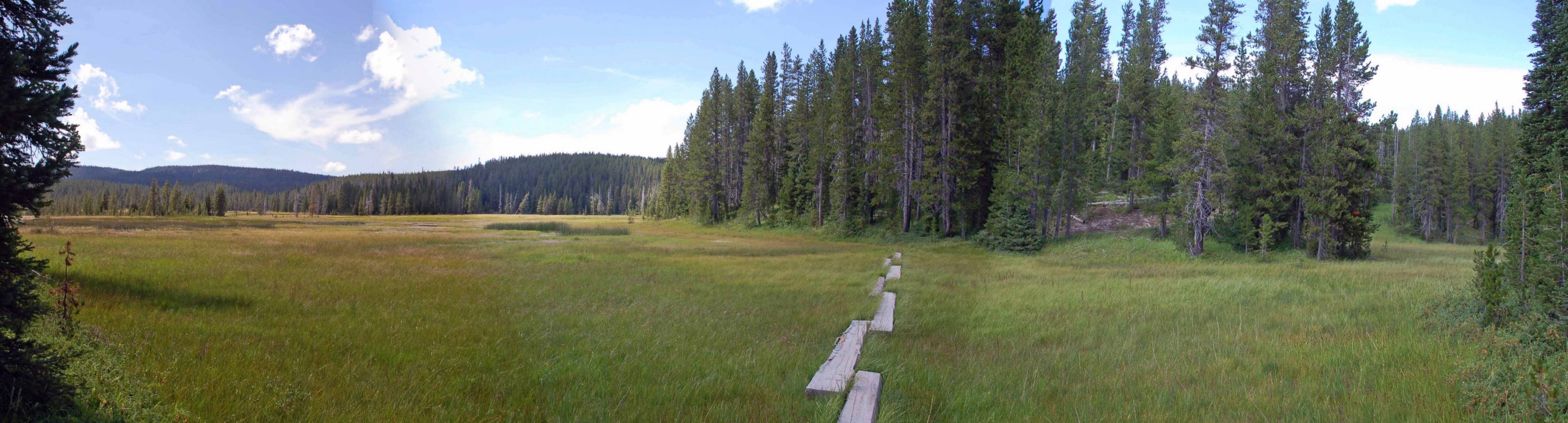 A person in a green field with trees in the background

Description automatically generated