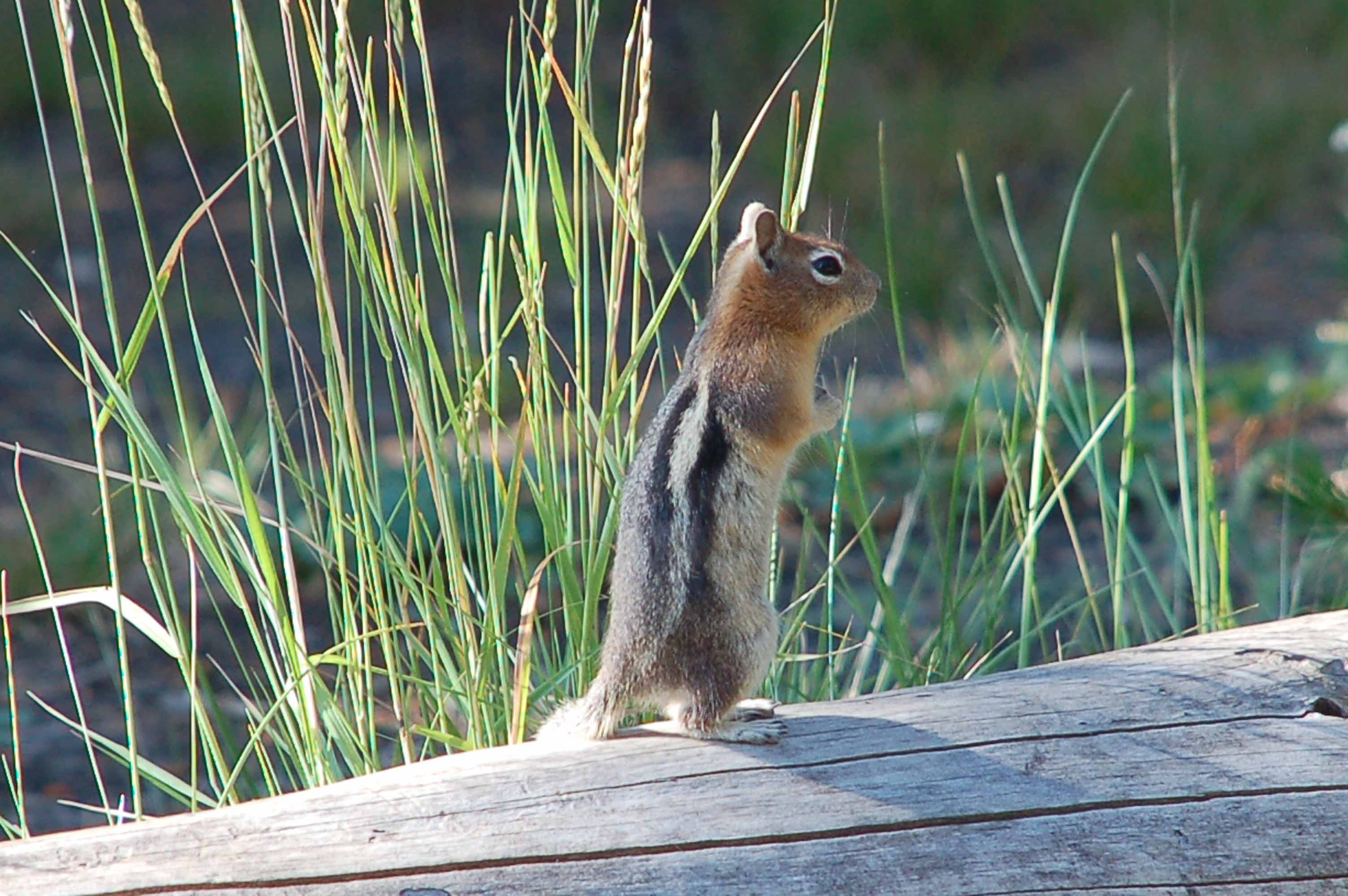 A squirrel standing on grass

Description automatically generated