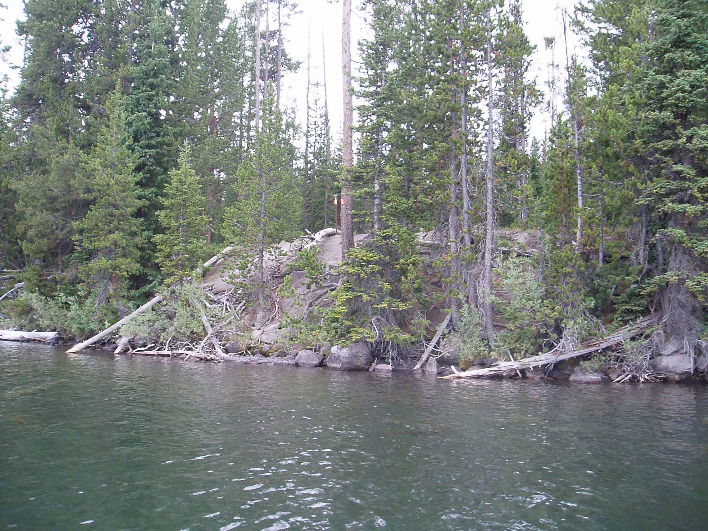 A tree in the middle of a lake surrounded by forest

Description automatically generated