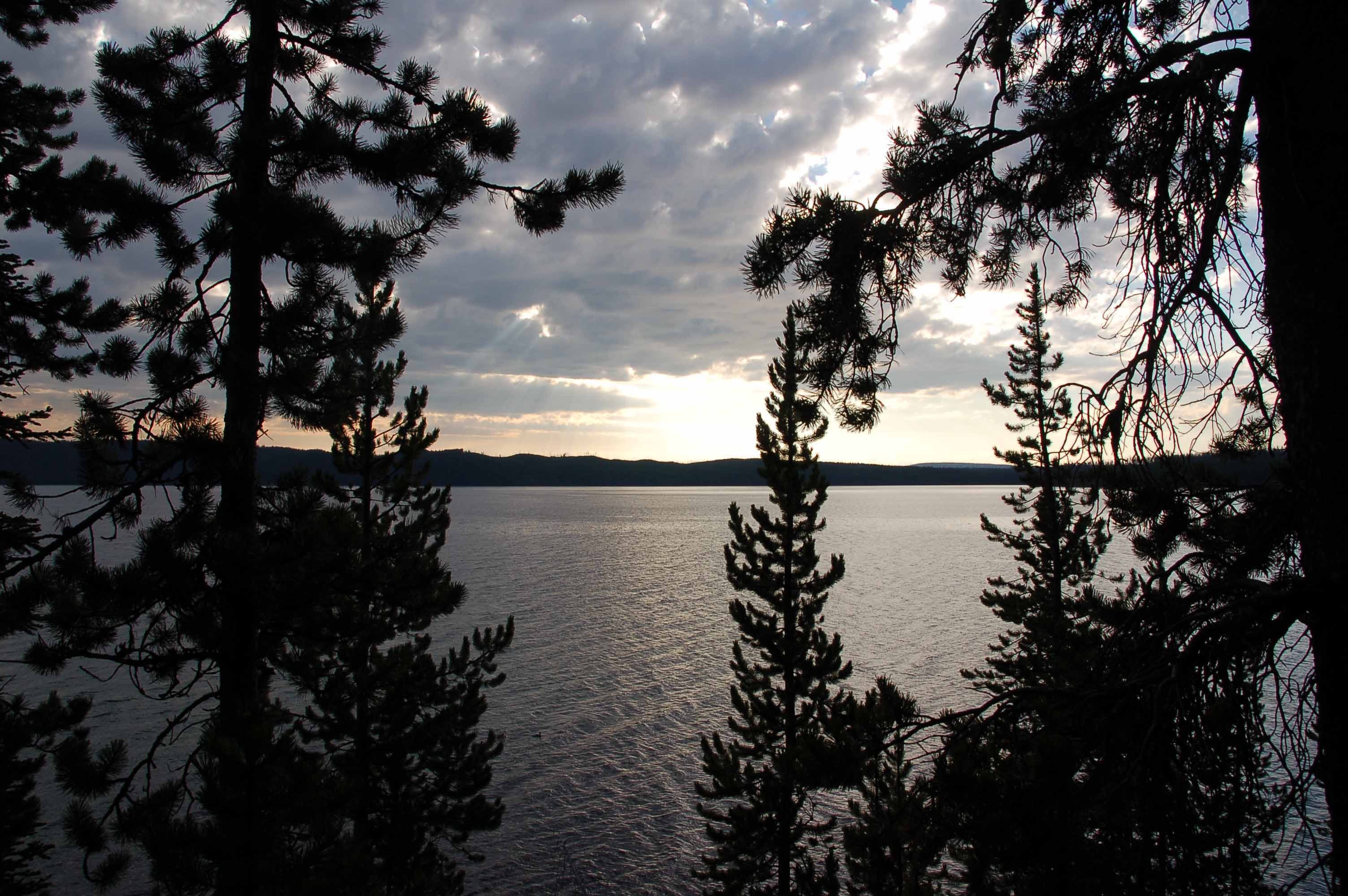 A tree next to a body of water

Description automatically generated