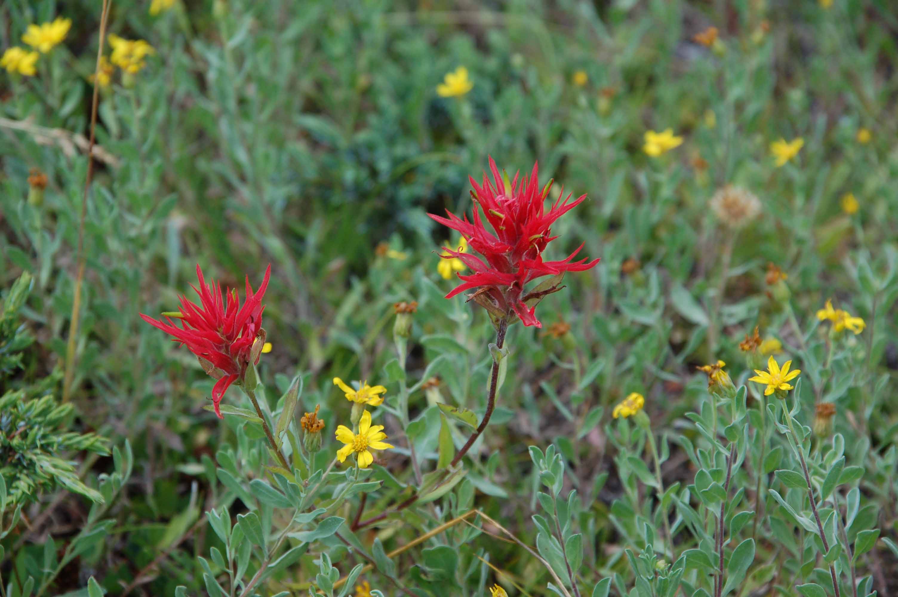 A yellow flower in a field

Description automatically generated