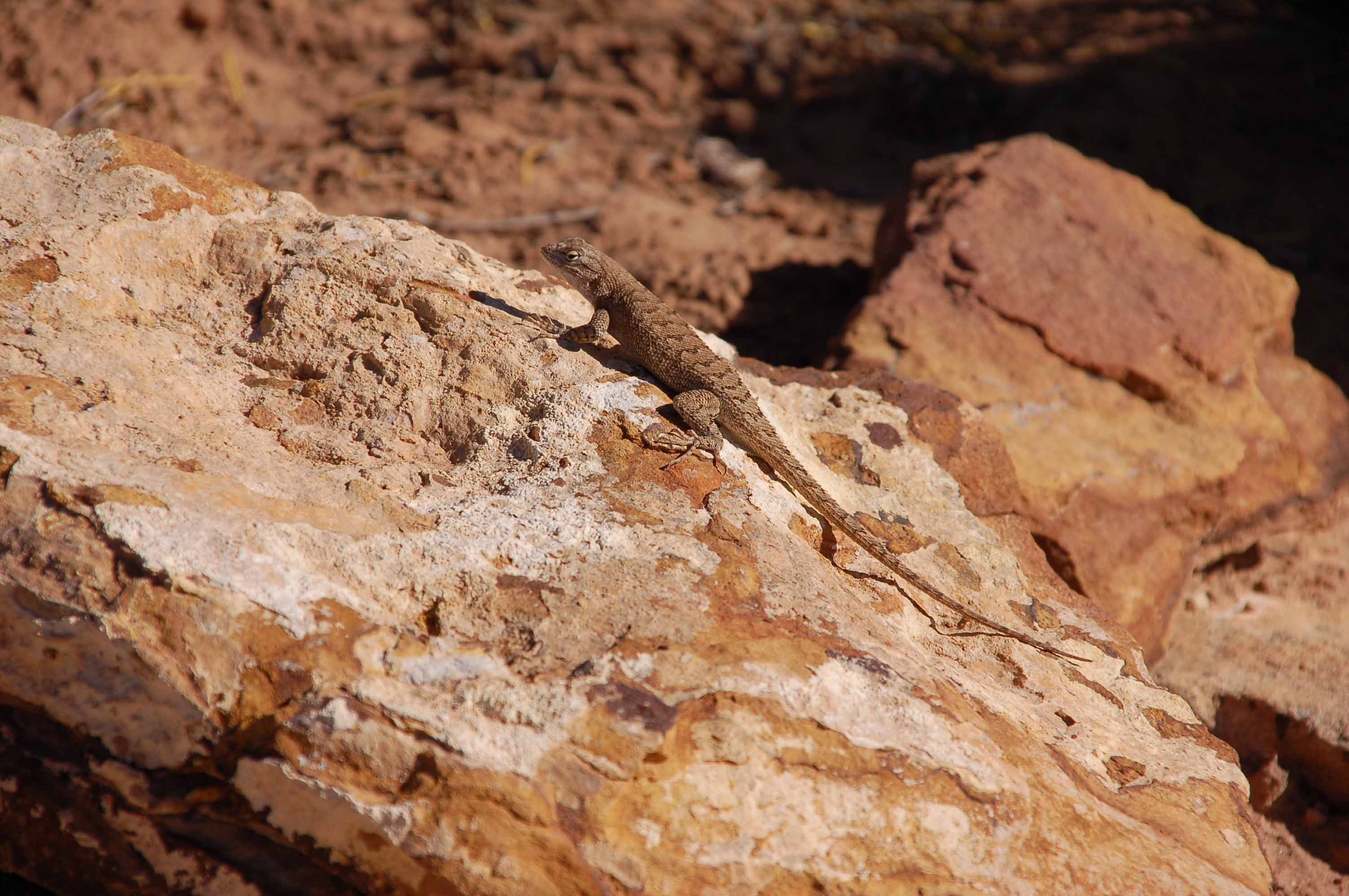 A lizard on a rock

Description automatically generated