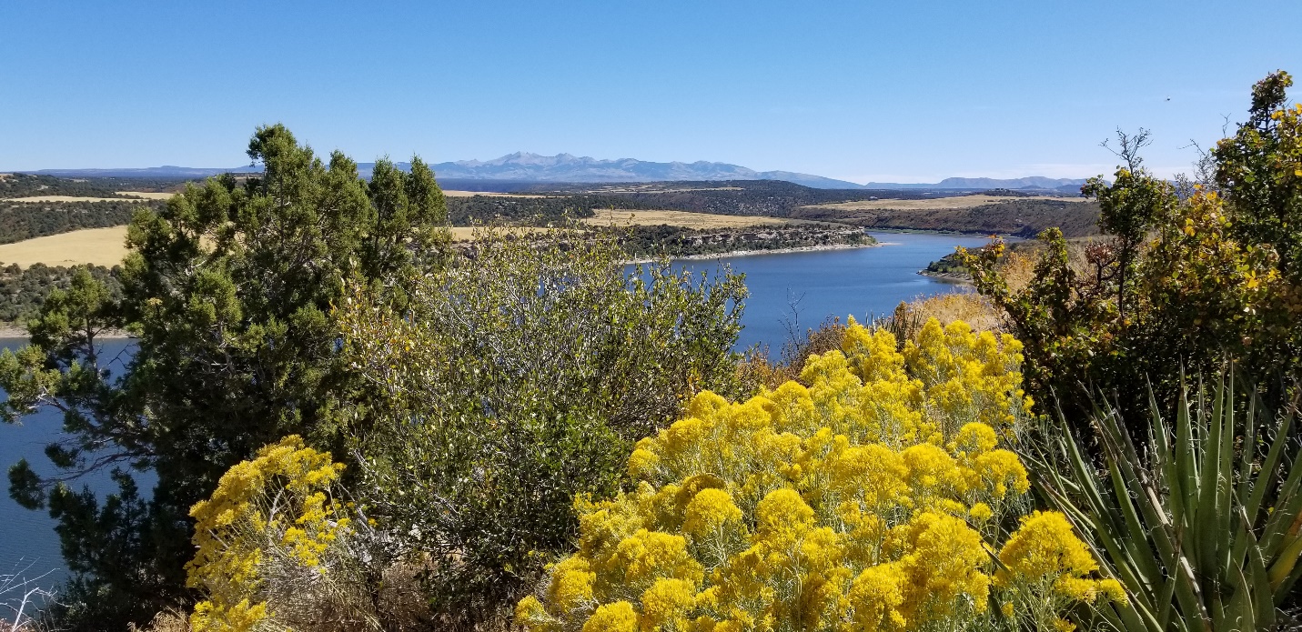 A tree next to a body of water

Description automatically generated